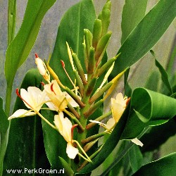 Hedychium dixter (devon cream) copyright www.PerkGroen.nl